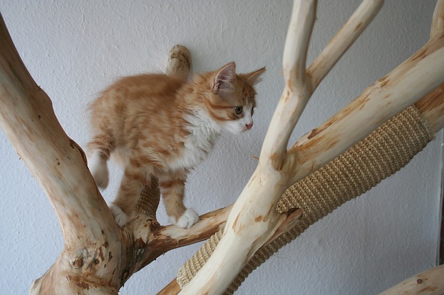 Katze sitzt auf dem deckenhohen Kratzbaum